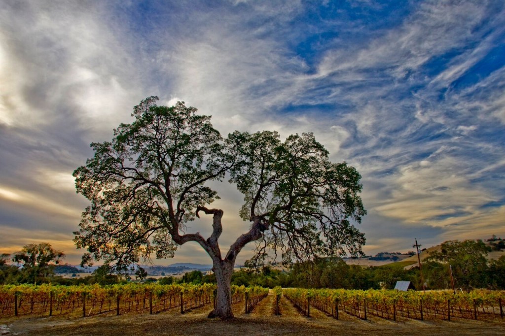 6_CALCO2_Twisted Oak sunset_photo credit Rick E Martin